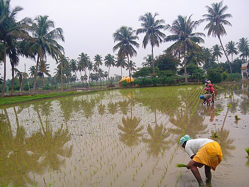 South Indian cuisine